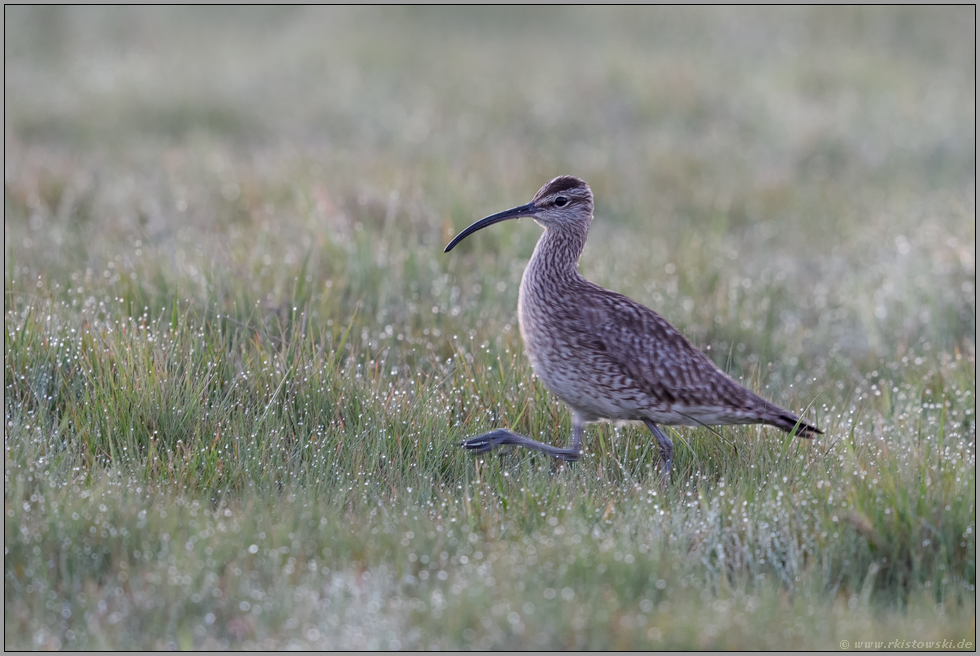 eilig unterwegs... Regenbrachvogel *Numenius phaeopus* auf taunasser Wiese