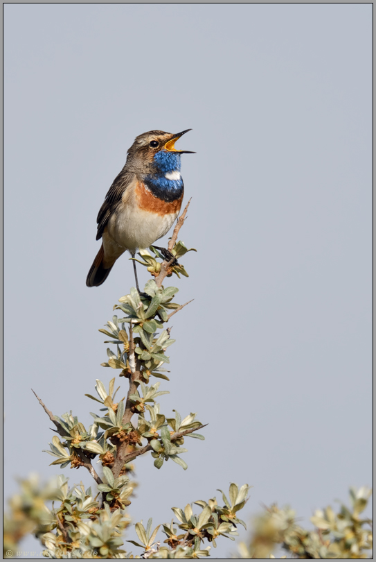 auf der höchsten Spitze... Blaukehlchen *Luscinia svecica* singt sein Lied