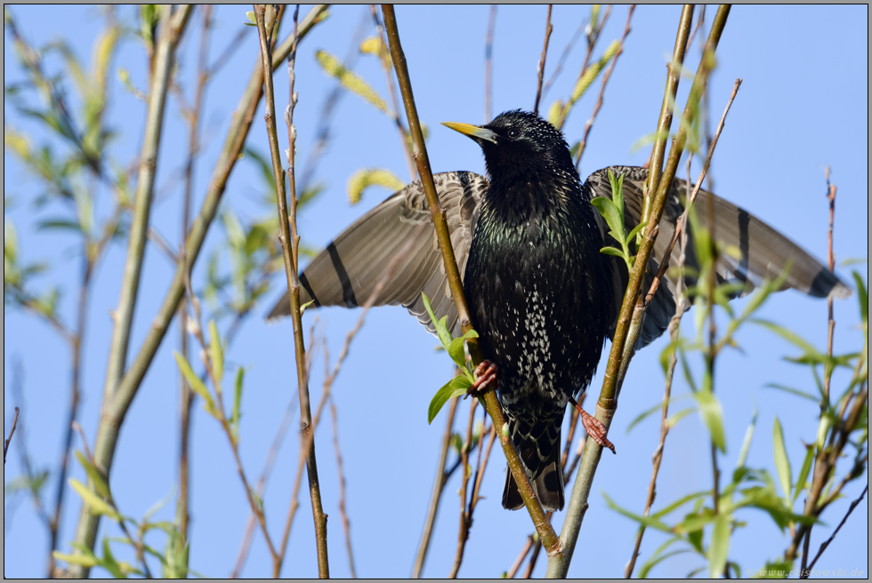 der Exhibitionist... Star *Sturnus vulgaris* im Frühling sucht das Gleichgewicht