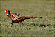 nix' wie weg...  Jagdfasan *Phasianus colchicus* in schnellem Lauf