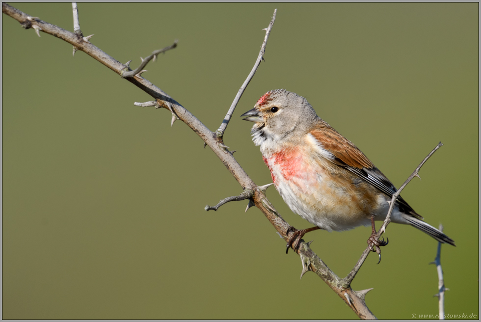 Grätsche... Bluthänfling *Carduelis cannabina* singt auf einem trockenen Ast