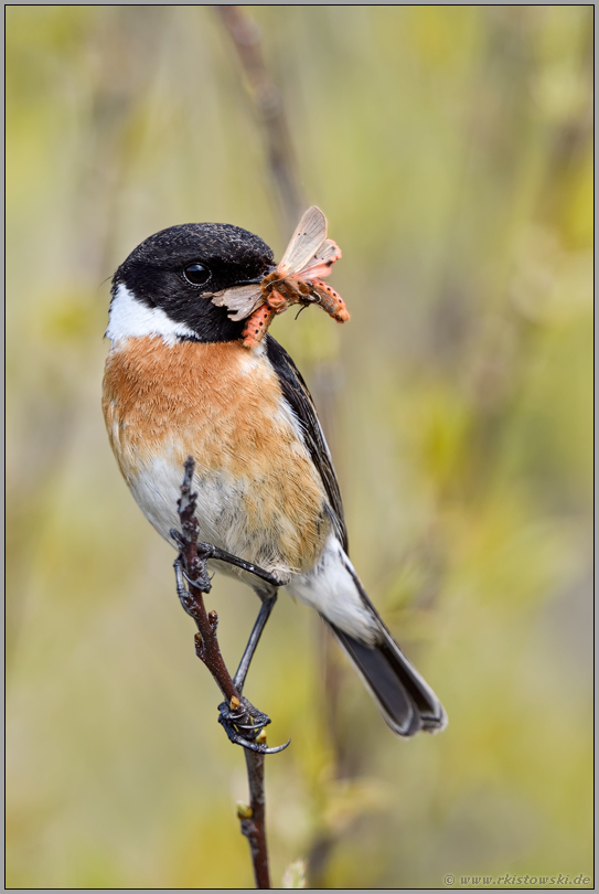 Futter im Schnabel... Schwarzkehlchen *Saxicola torquata* im Weidengebüsch