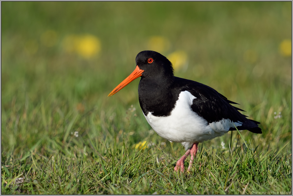 im Frühjahr... Austernfischer *Haematopus ostralegus* unterwegs auf einer Wiese