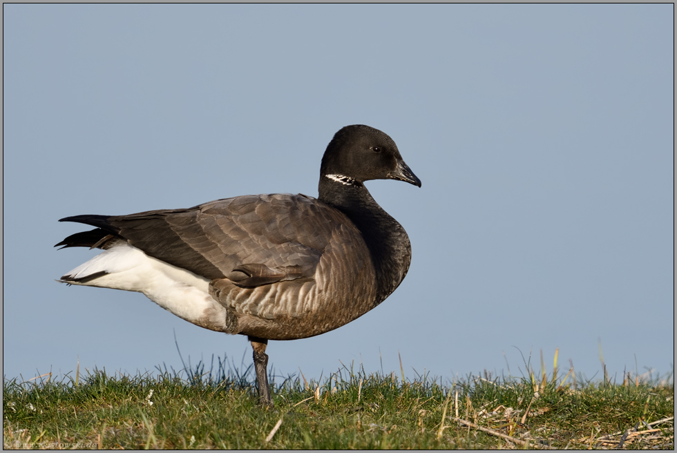 freigestellt... Ringelgans *Branta bernicla* am Ufer eines Binnengewässers