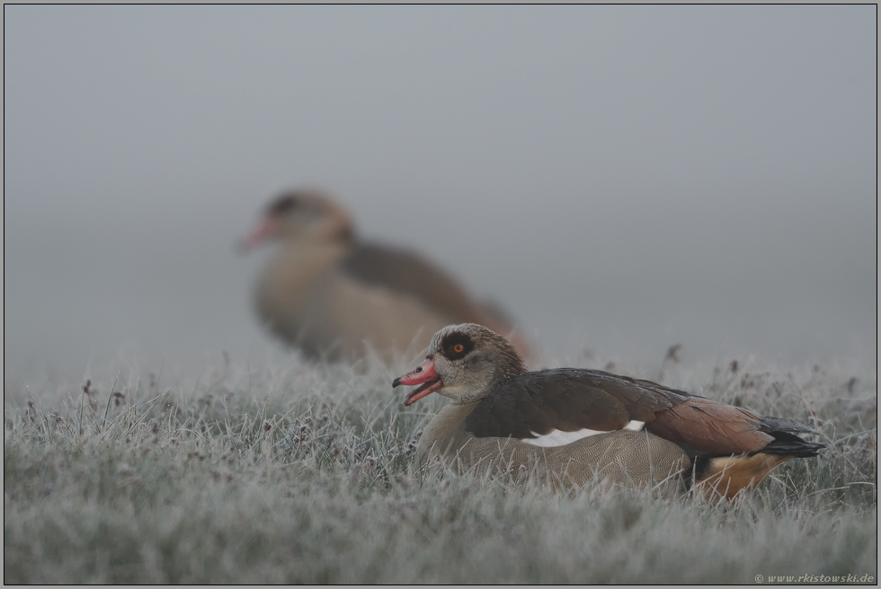 frühmorgens im Nebel... Nilgans *Alopochen aegyptiacus*, Pärchen ruht auf einer taunassen Wiese