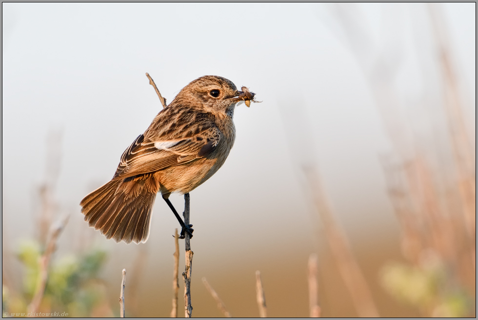 fleißig unterwegs... Schwarzkehlchen *Saxicola torquata*, Weibchen mit Beute im Schnabel