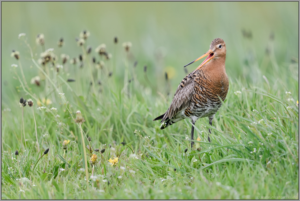 ziemlich erbost... Uferschnepfe *Limosa limosa* schimpft