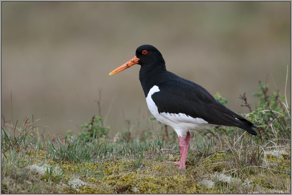 auf dem Dünenkamm... Austernfischer *Haematopus ostralegus* im typischen Lebensraum