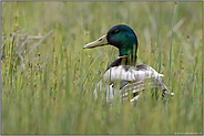 gut verborgen... Stockente *Anas platyrhynchos*, Erpel sitzt in dichter Gewässervegetation