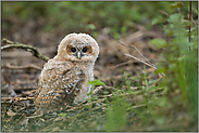 mit großen Augen... Waldkauzaestling *Strix aluco*, Waldkauz Jungvogel hockt auf dem Boden