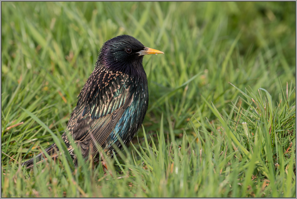 im schillernden Prachtkleid... Star *Sturnus vulgaris* sitzt auf dem Boden im Gras