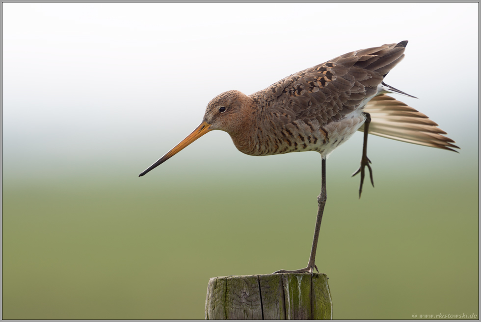 Ballett... Uferschnepfe *Limosa limosa* reckt die Flügel