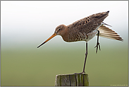 Ballett... Uferschnepfe *Limosa limosa* reckt die Flügel