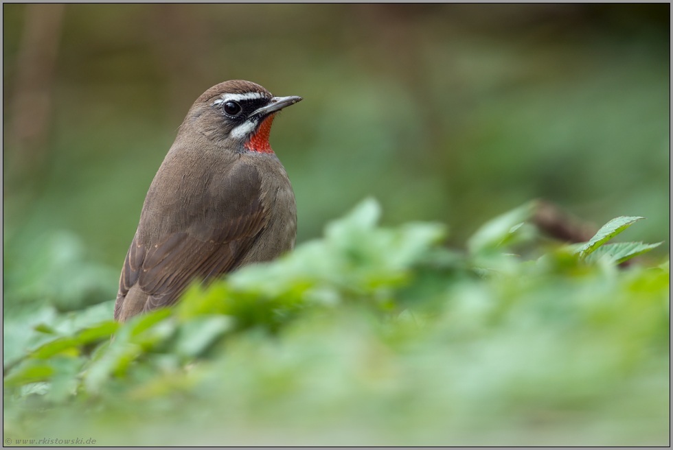 Irrgast... Rubinkehlchen *Luscinia calliope* in den Niederlanden