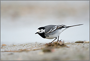 am Strand... Bachstelze *Motacilla alba* sucht im Schlick nach Nahrung