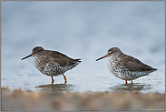 zu zweit... Rotschenkel *Tringa totanus* stehen im flachen Wasser nahe einer Muschelbank