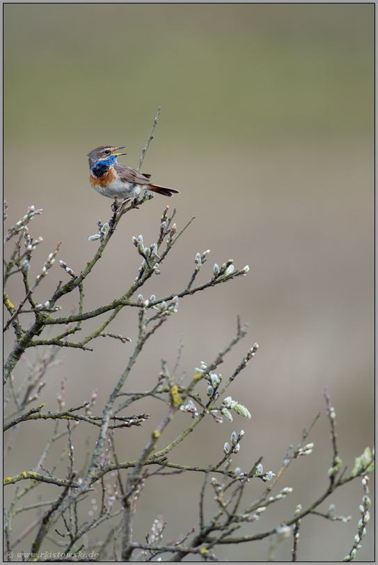 Reviergesang... Blaukehlchen *Luscinia svecica* singt in einem Weidengebüsch