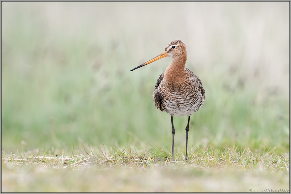 grazil... Uferschnepfe *Limosa limosa* im Prachtkleid