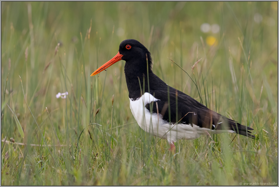 im hohen Gras... Austernfischer *Haematopus ostralegus* in einer Wiese