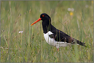 im hohen Gras... Austernfischer *Haematopus ostralegus* in einer Wiese