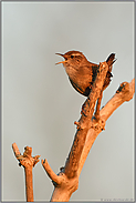 Sonnenkönig... Zaunkönig *Troglodytes troglodytes* auf seiner Singwarte