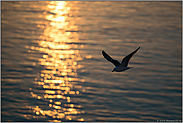 Flug in den Sonnnenuntergang... Heringsmöwe *Larus fuscus*