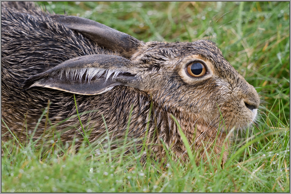 detailreich... Feldhase *Lepus europaeus*, Nahaufnahme