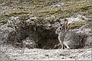 Kaninchenbau... Wildkaninchen *Oryctolagus cuniculus* vor der Erdhöhle