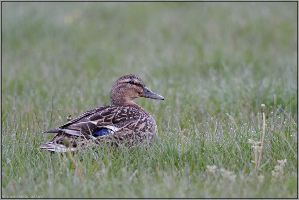 im nassen Grass... Stockente *Anas platyrhynchos*, weiblich, sitzt in einer Wiese