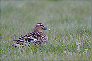 im nassen Grass... Stockente *Anas platyrhynchos*, weiblich, sitzt in einer Wiese