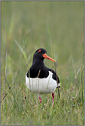 der Blick nach oben... Austernfischer *Haematopus ostralegus* schaut zum Himmel hoch