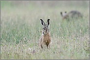 auf der Wiese... Feldhase *Lepus europaeus* im Regen