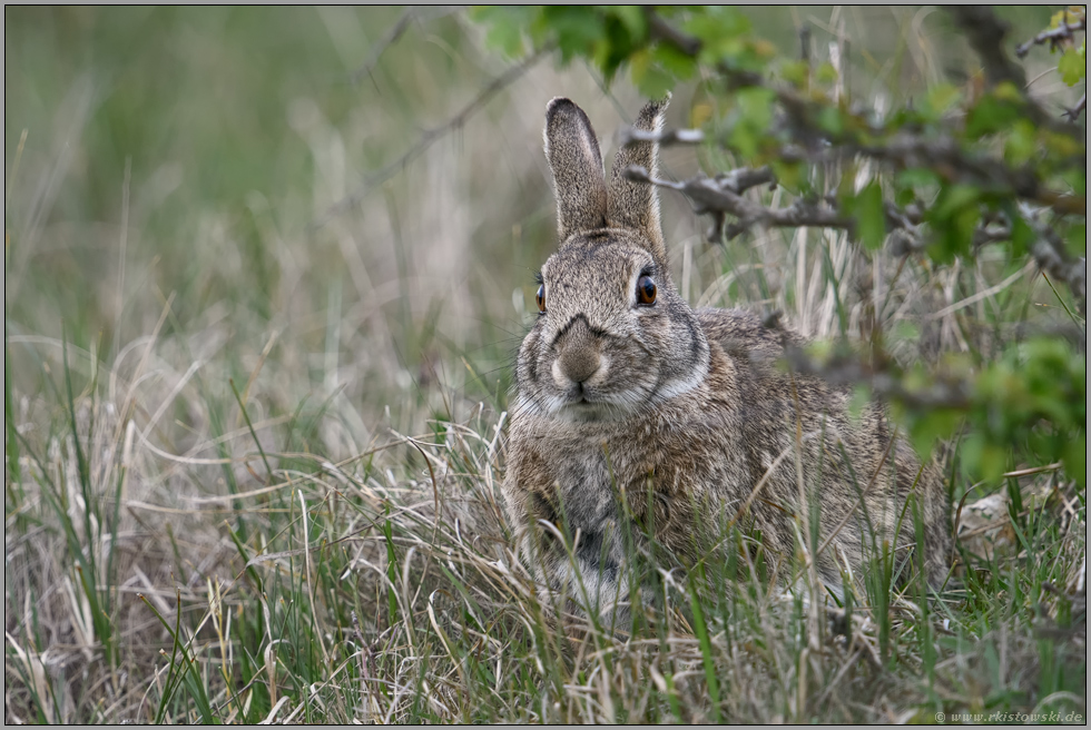 versteckt unter Büschen... Wildkaninchen *Oryctolagus cuniculus* sucht Deckung