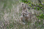 versteckt unter Büschen... Wildkaninchen *Oryctolagus cuniculus* sucht Deckung