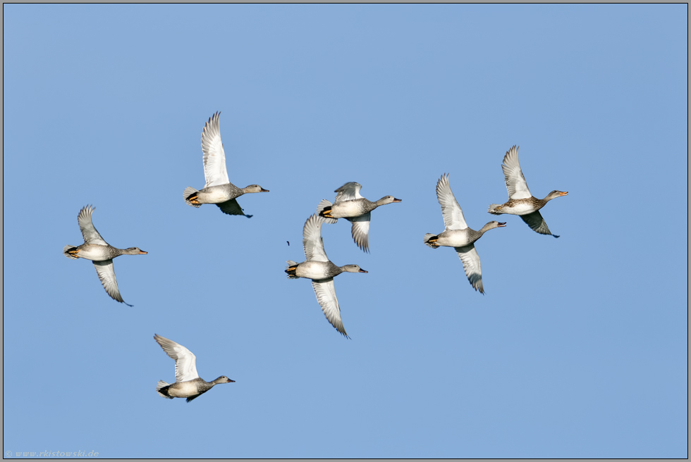 im Flug... Schnatterente *Anas strepera*, aufgeregter Trupp, am Himmel fliegend