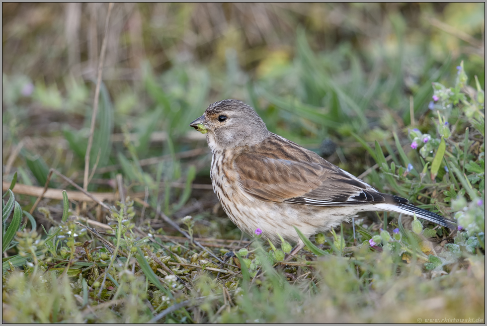 bei der Nahrungssuche... Bluthänfling *Carduelis cannabina*