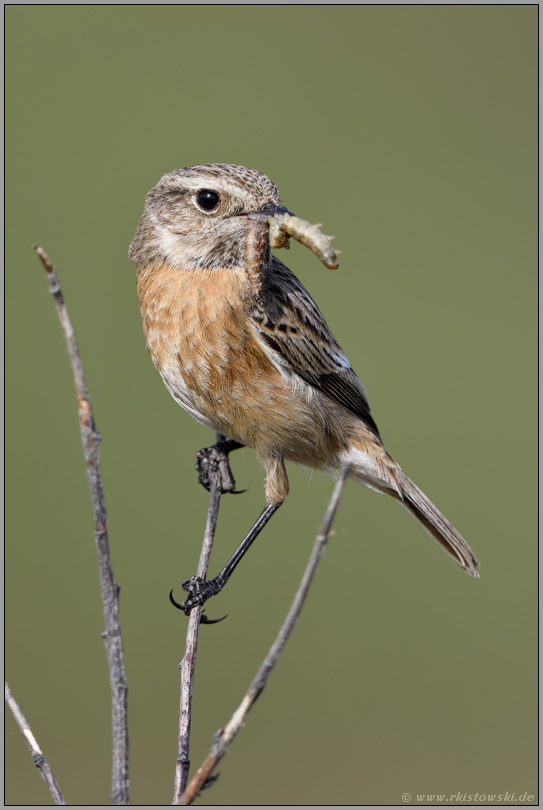 vor dem Anflug zum Nest... Schwarzkehlchen *Saxicola torquata*, Weibchen mit Beute im Schnabel