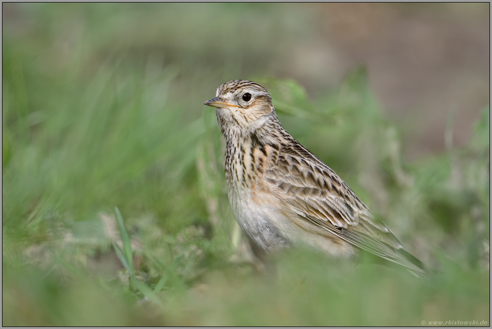 Vogel der offenen Feldflur... Feldlerche *Alauda arvensis* im typischen Umfeld