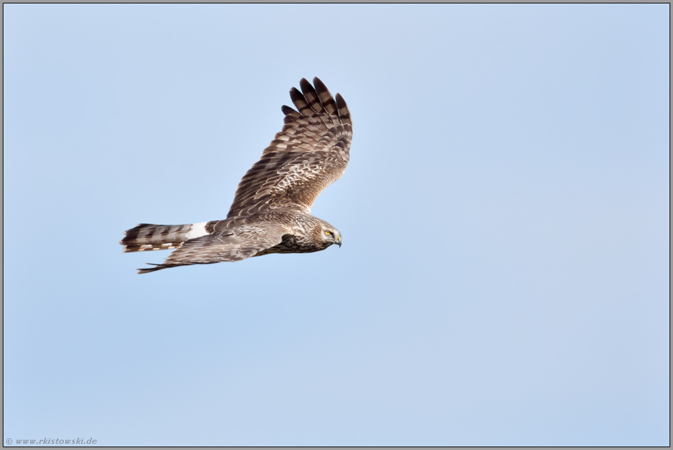 mit scharfem Blick... Kornweihe *Circus cyaneus*, Weibchen beim Jagdflug