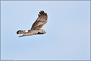 mit scharfem Blick... Kornweihe *Circus cyaneus*, Weibchen beim Jagdflug