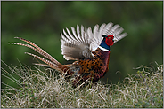 flügelschlagend... Jagdfasan *Phasianus colchicus* vermeldet seinen Revieranspruch