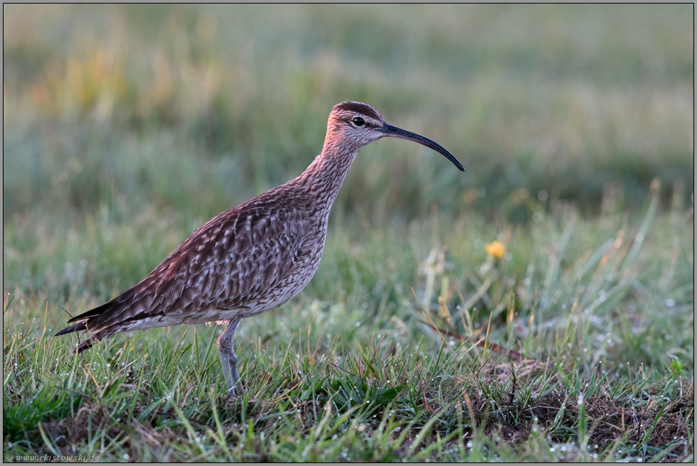 während des Vogelzuges... Regenbrachvogel *Numenius phaeopus* rastet auf einer taunasen Wiese