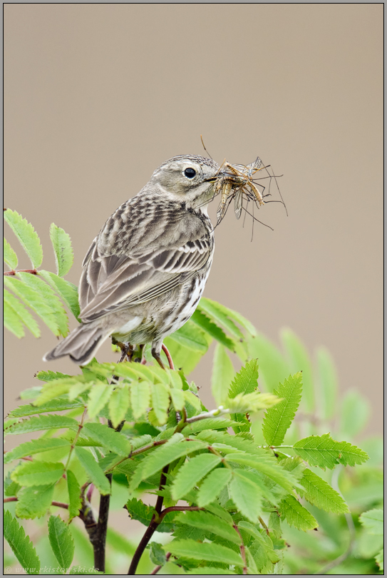 den Schnabel voll... Wiesenpieper *Anthus pratensis* mit Beute