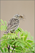 den Schnabel voll... Wiesenpieper *Anthus pratensis* mit Beute