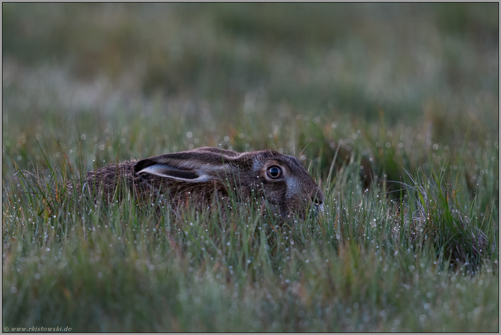 in der Morgendämmerung... Feldhase *Lepus europaeus* in der Sasse