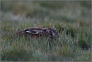 in der Morgendämmerung... Feldhase *Lepus europaeus* in der Sasse