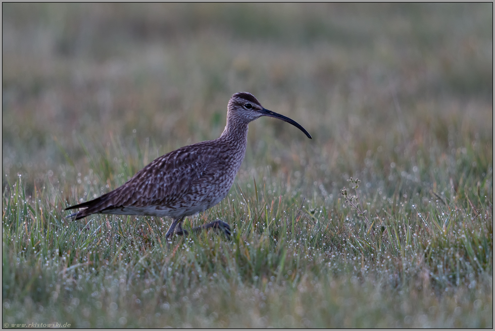 frühmorgens bei der Nahrungssuche... Regenbrachvogel *Numenius phaeopus* auf taunasser Wiese