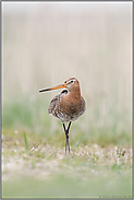 der Blick hoch zum Himmel... Uferschnepfe *Limosa limosa*