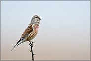 frühmorgendlicher Gesang... Bluthänfling *Carduelis cannabina* singt auf einer Strauchspitze sitzend