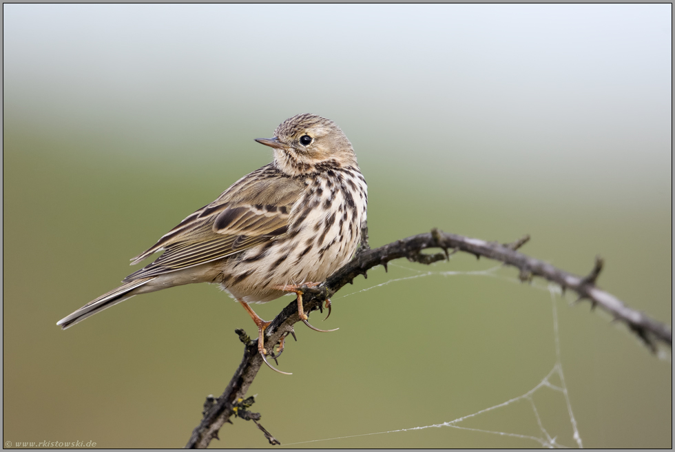 lange Hinterzehe... Wiesenpieper *Anthus pratensis*